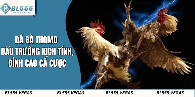 Đá gà Thomo